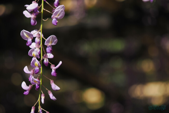 OM SYSTEM OM-3 with M.ZUIKO DIGITAL ED 60mm F2.8 Macro (1) ／ 奈良